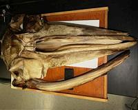 Baleen whales hear through their bones