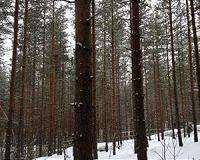 Pine forest particles appear out of thin air, influence climate