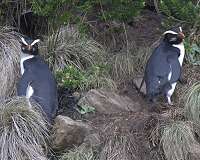 The incredible marathon of New Zealand Tawaki penguins