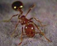 Researchers Explore The Genetic Basis Of Social Behavior In Ants