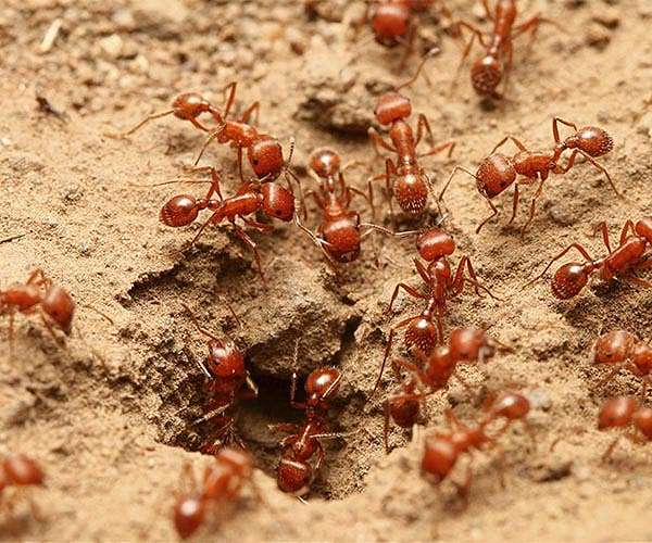 The physics of fire ant rafts could help engineers design swarming robots