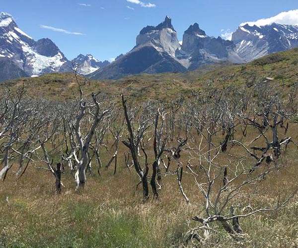 Disaster-hit Chilean park sows seeds of fire resistance