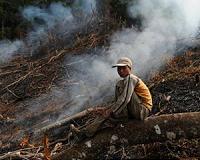 Rubber expansion threatens biodiversity and livelihoods
