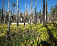 Wildfire intensity impacts water quality and its treatment in forested watersheds