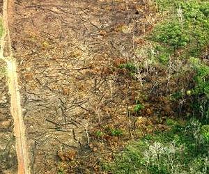 Brazil says Amazon deforestation at record low