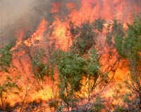 Charcoal Evidence Tracks Climate Changes In Younger Dryas