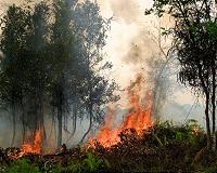 Indonesia forest fires surge, stoking global warming fears