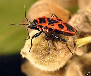 Bugs need symbiotic bacteria to exploit plant seeds