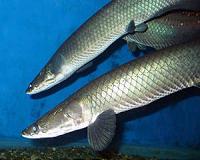 Amazon's biggest fish nears extinction