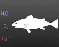 First-Ever Estimate Of Worldwide Fish Biomass And Impact On Climate Change