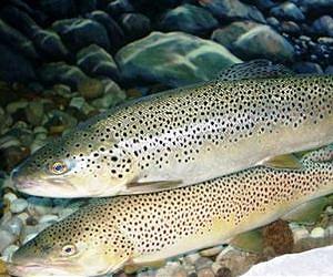 European fish stocks poised for recovery
