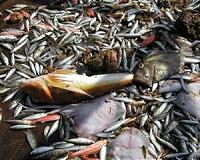 Mediterranean fish stocks show steady decline