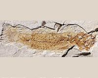 Earliest evidence of limb bone marrow in the fin of a 370-million-year-old fish