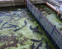 Global shift in farmed fish feed may impact nutritional benefits ascribed to seafood