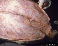 Lab Confirms Deadly Fish Virus Spreading To New Species