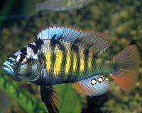 The Cichlids' Egg-Spots: How Evolution Creates new Characteristics