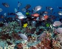 Study unlocks faster way to assess ocean ecosystem health