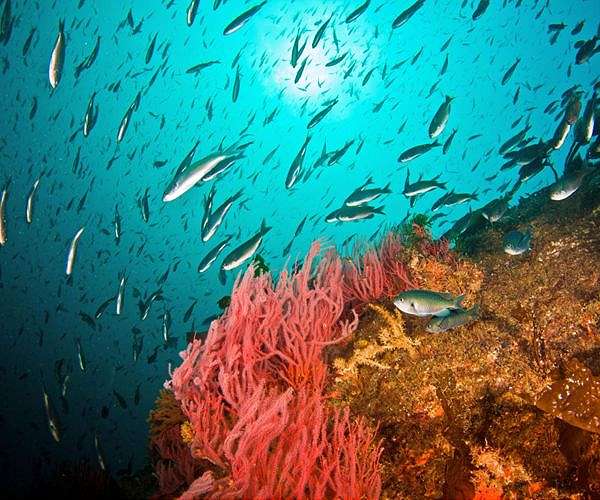 Fish exposed to noise pollution likely to die early: study