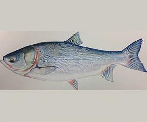 Next-gen gene sequencing tech can identify invasive carp species in Chicago area waterways