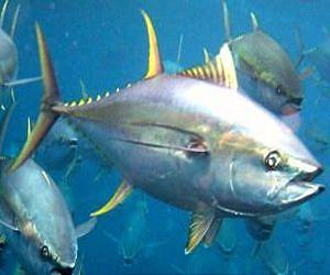 Extinction and overfishing threats can be predicted decades before population declines