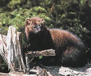 Poisons on public lands put wildlife at risk