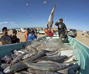 How to make global fisheries worth five times more