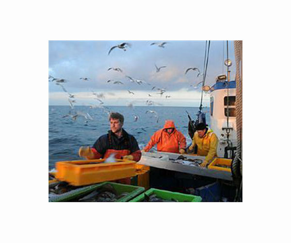 Climatic changes and overfishing depleted Baltic herring long before industrialization