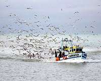 Overfishing risks ocean deserts as stocks plummet