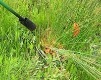 Weedkiller on the examining table over health impact
