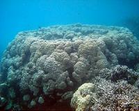 As coral disappears, so do tiny crab species