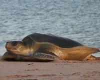 Climate change challenge for animals reliant on external sources of heat