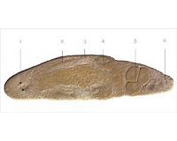 The bizarre mating habits of flatworms