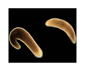 Immortal worms defy aging