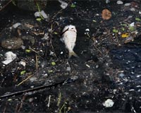 Fishing for trash off Rio