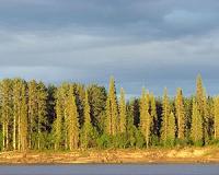 Special issue: Forest health 2015