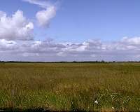 Hurricanes benefit mangroves in Florida's Everglades, study finds