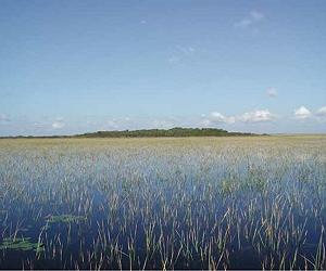Ancient Trash Heaps Gave Rise To Everglades Tree Islands