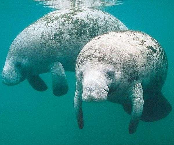 Working 24/7 to save baby manatee orphaned in Colombia