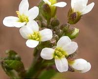 Flower development in 3D: Timing is the key