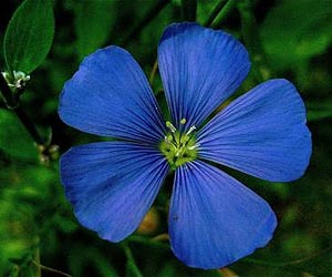 Blowing in the wind: How hidden flower features are crucial for bees