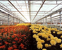 Russias Increased Flower Production Powered By GE Jenbacher Engines