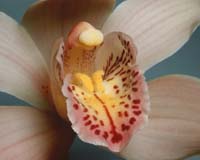 Ghost orchid scientists aim to restore rare Florida flowers