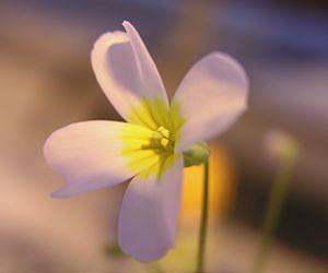 How does inbreeding avoidance evolve in plants