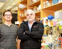 TSRI scientists create first stable semisynthetic organism
