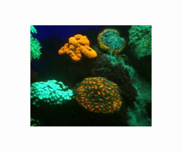 Red Sea corals threatened by mystery sea urchin deaths