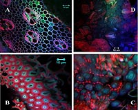 New Technique Fast-Tracks Better Ionic Liquids For Biomass Pre-Treatments