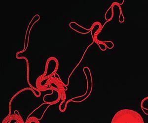New role for protein family could provide path to how crop traits are modified