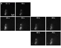 Clemson researchers illuminate the field of microscopy with nanoparticle 'buckyswitch'