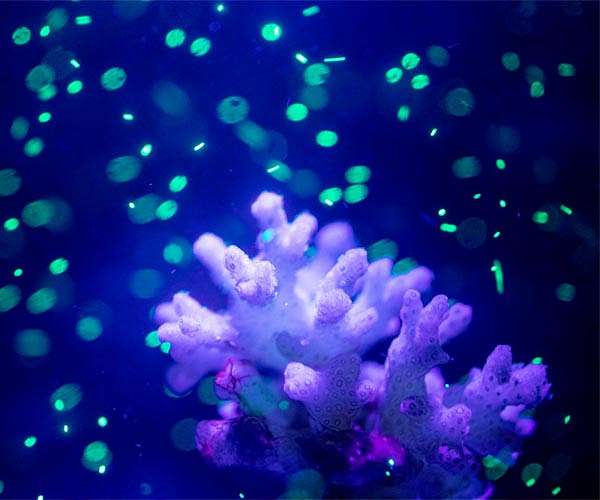 Sunlight process turns plastic waste into acetic acid