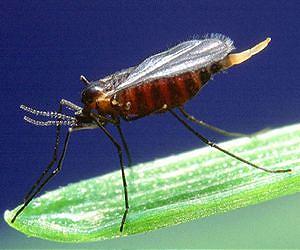 Pirate-like flies connect symbiosis to diversity